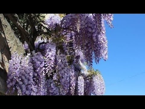 Trept Dauphiné Isère Rhône Alpes