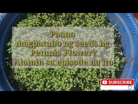 Video: Paano Sumisid Ng Ampel Na Mga Punla Ng Petunia