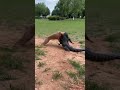 In a park during the daytime ワニが犬を襲う #animals #dog #crocodile #shorts