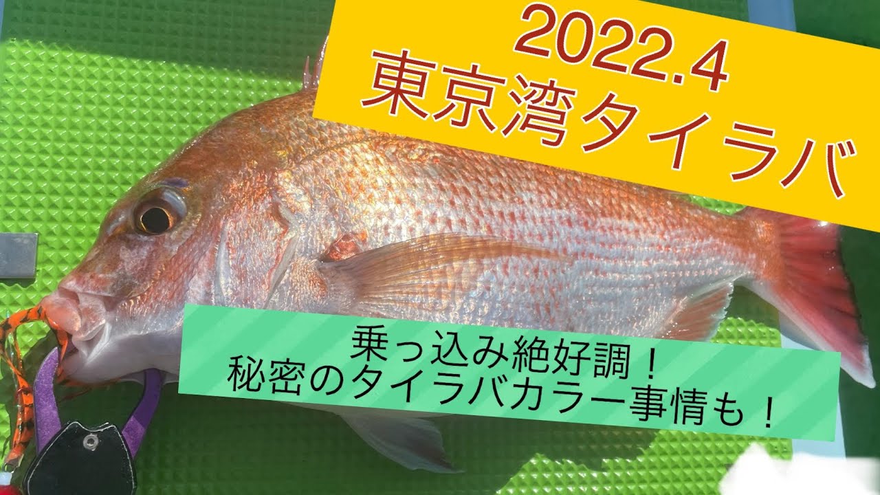 22 4 絶好調 東京湾タイラバ スタッフさんに聞いたヘッド ネクタイのカラー情報も Youtube 22 4 絶好調 東京湾タイラバ スタッフさんに聞いたヘッド ネクタイのカラー情報も Youtube
