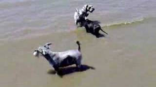 Rambo And Xeena At Beach