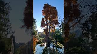 Basel Switzerland Botanischer Garten Sumpfzypresse - Cupressaceae Taxodium distichum var. distichum