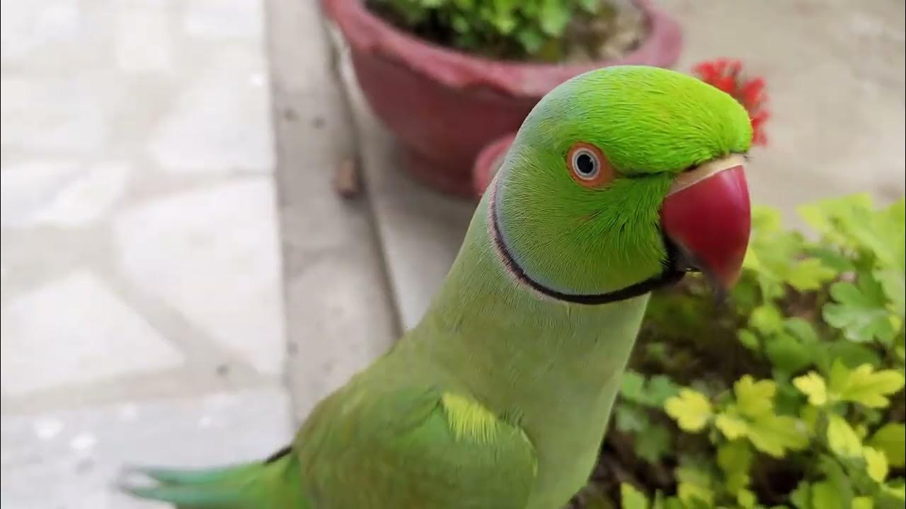 Indian Ringneck Talking Parrot Kashmiri Green Talking Parrot