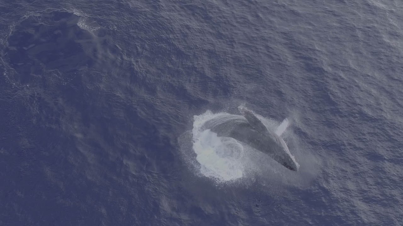 Enormous Whale Emerges From the Water and Creates Huge Splash