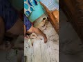 Kitna Pyaara Baccha Coco Trending Labrador Ytshorts Animals Cute Dog Funny Love Trend