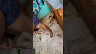 Kitna Pyaara Baccha Coco  trending labrador ytshorts animals cute dog funny love trend