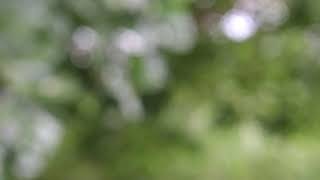 4k bokeh background/green bokeh background/no copyright bokeh background/free to use bokehbackground screenshot 5