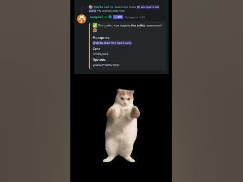 #мемы #белуга #дискорд Сервер в комментариях - YouTube
