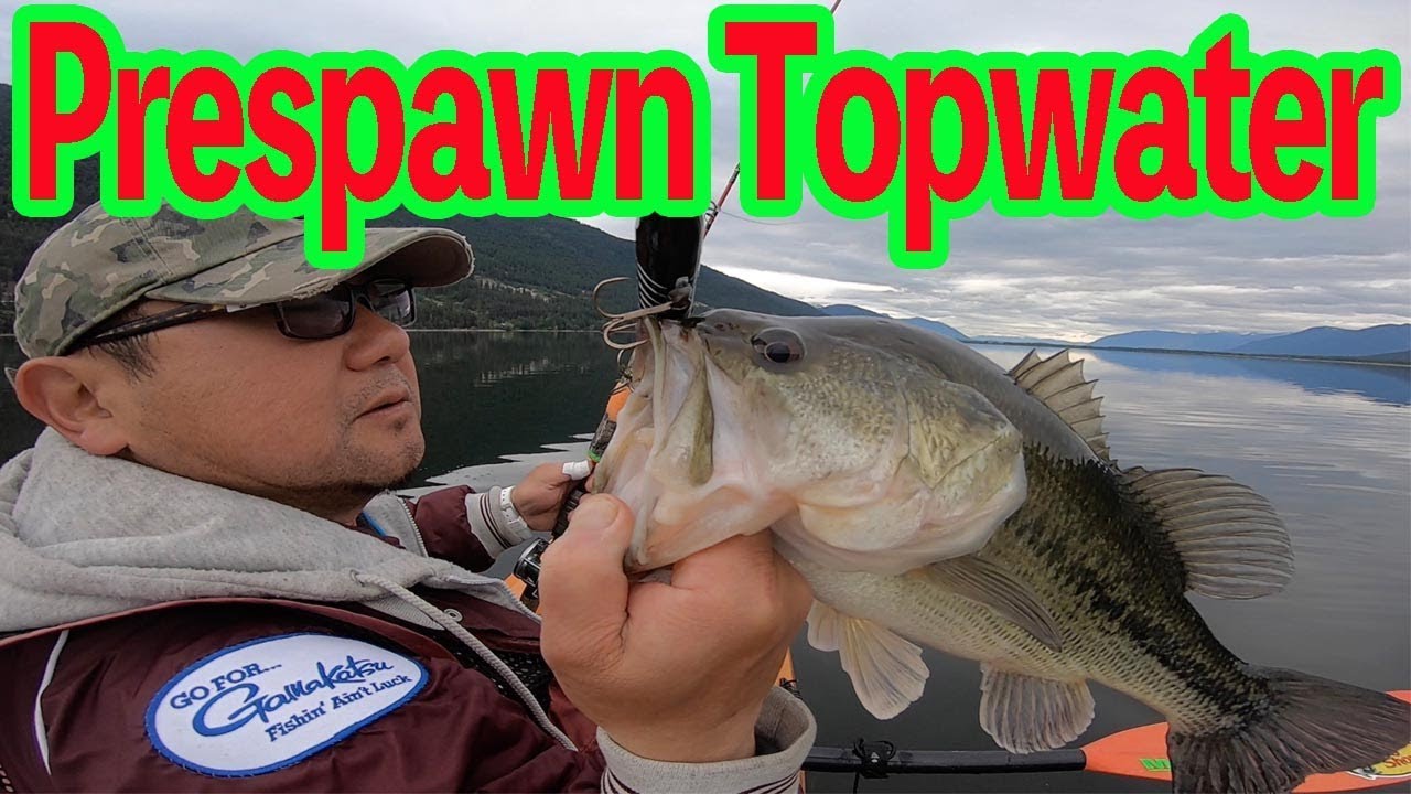 Prespawn topwater bass fishing 