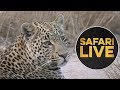 safariLIVE - Sunset Safari - July 14, 2018