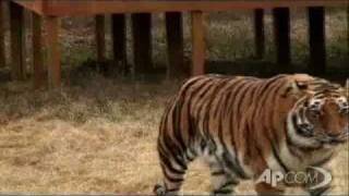 Leone, Orso E Tigre Divenuti Inseparabili