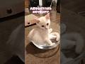 ボウルの中で遊んでいた子猫がこうなりましたw #テアタイム