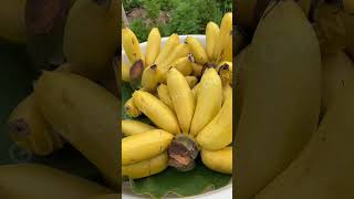 Pisang Apakah Ini ? #pisang #shorts #shortsfeed #shortsvideo