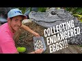 Collecting CRITICALLY ENDANGERED Chinese Alligator Eggs!!
