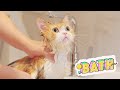 【 Cat Bath With New Automatic Drying House 】｜ Lucky Pawison