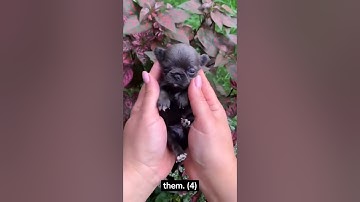 Aww-inspiring Cuteness: Adorable Baby Animals 🐻