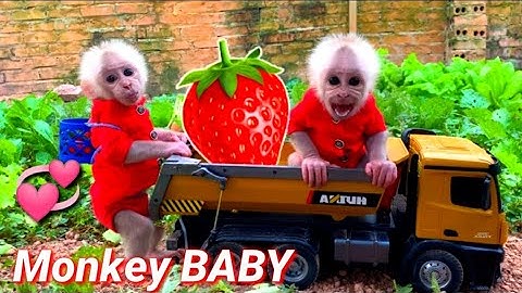 Farmer Bu Bu Harvest Strawberry in the farm so Cute | Happy Home