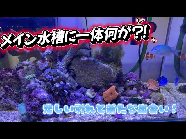 LED照明】5種類の水槽用LED、ボルクスジャパンのグラッシーレディオを