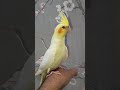 Hand Tamed Cockatiel Lutino 06 may 2025 #love #tranding #birds #cockatiel #birdsavairy