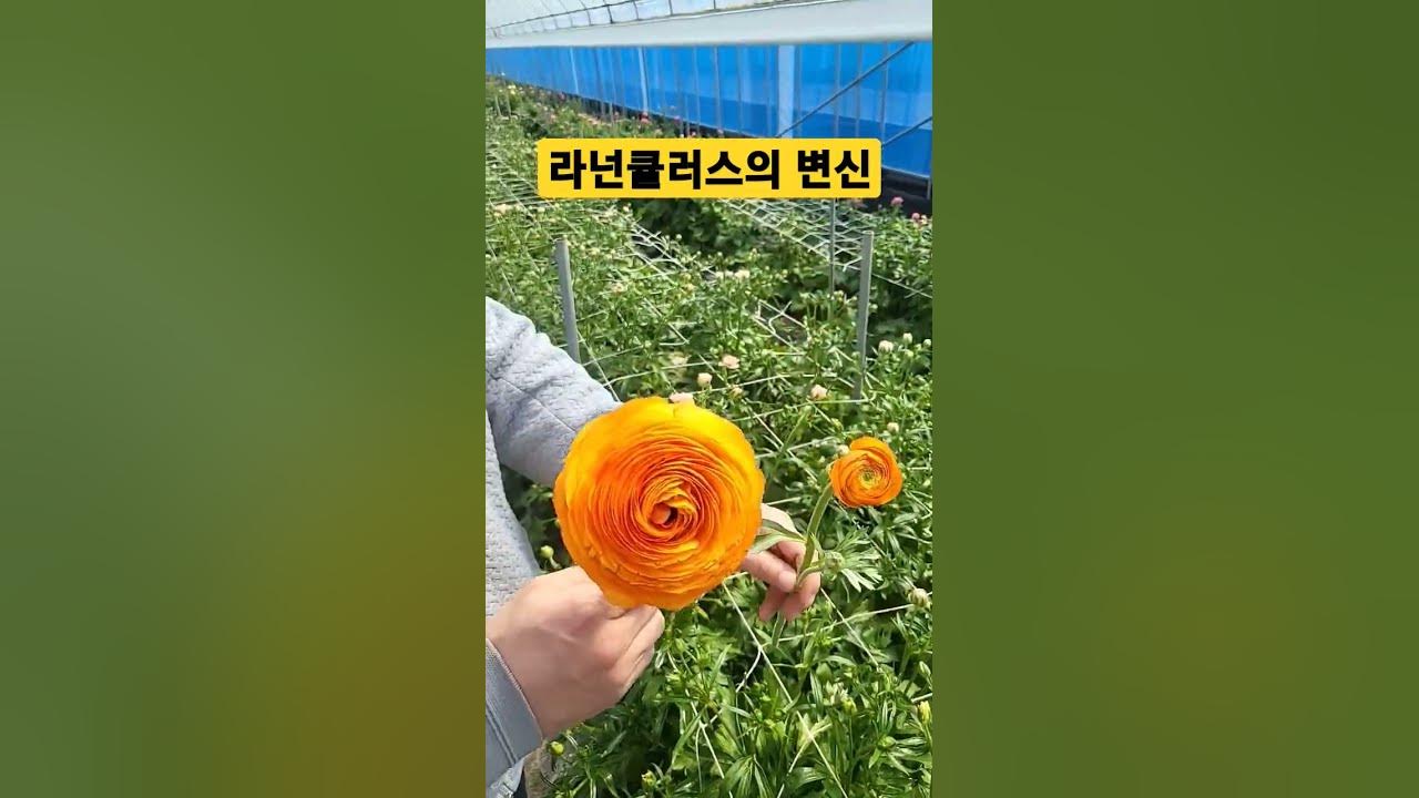 라넌큘러스의 변신은 무죄!!! 물만먹어도 왕만해지는 얼굴? #shorts #라넌 #꽃 - YouTube 라넌큘러스의 변신은 무죄!!! 물만먹어도 왕만해지는 얼굴? #Shorts #라넌 #꽃 - Youtube