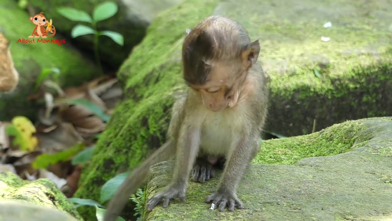 Pity Baby Monkey Lori - What Are They Doing To Lori? She No Active