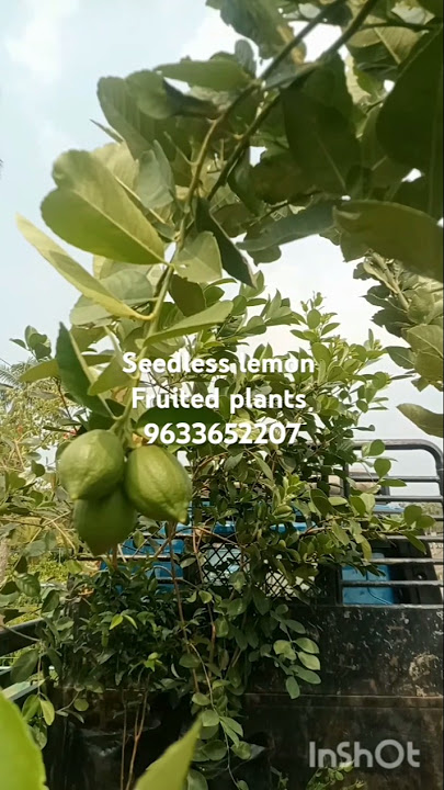 #seedless lemon #lemon varaities #9633652207#shorts #