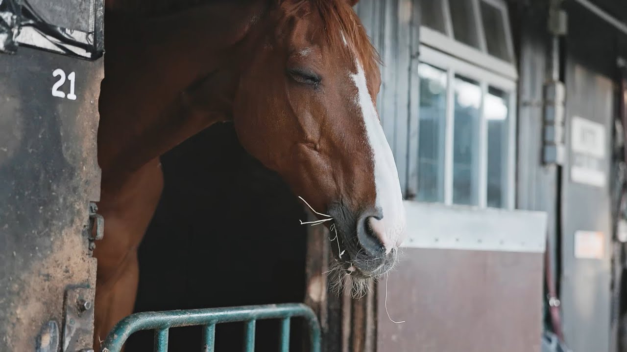 Reitzeltlager 2021 | Reitclub Neustadt