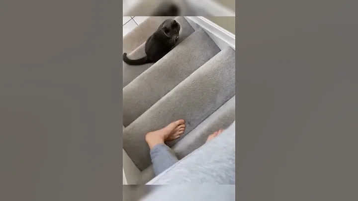 Video 8540871: kitten pets funnycats catlover, funnycats pets catlover cats, pets funnycats catlover cute, dance cute catlover pets, cat lover pets cute, cats dogs pets laugh, cat dog animals pets, laugh pets funny cat