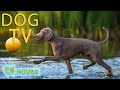 Dog tv the best ultimate home alone antianxiety solution for dogs  entertainment for dogs