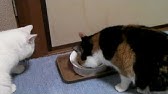 おかんに怒られるはっちゃん Youtube おかんに怒られるはっちゃん Youtube
