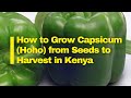 Simple Guide On To How To Grow Capsicums Hoho Capsicums Farming In Kenya