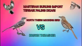 MASTERAN IMPORT TERBAIK BURUNG MANCA NEGARA PALING DICARI UNTUK ISIAN BURUNG JAGOAN ANDA