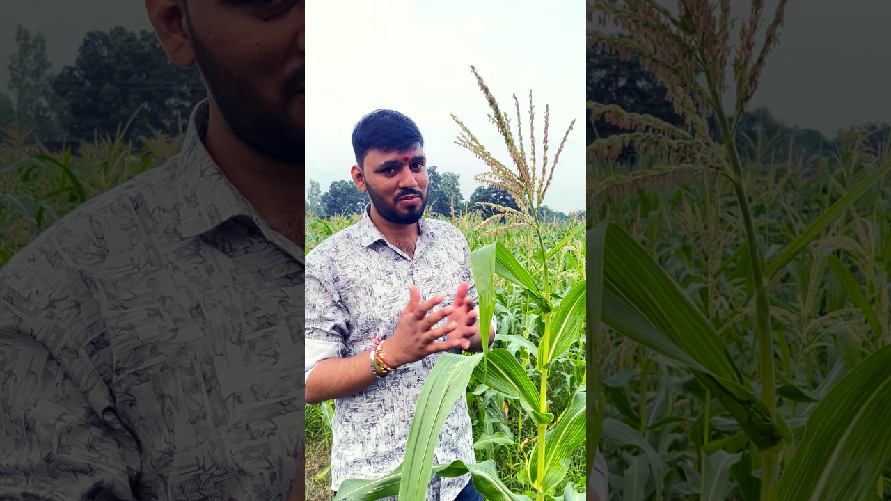 🌽 Maize &ndash; Male & Female Flowers एक ही पौधे पर! | Monoecious Plant Facts | #maize #shorts