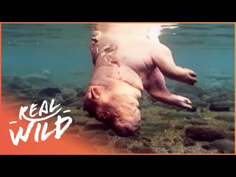 Adult Hippo Kills Baby Hippo | Real Wild