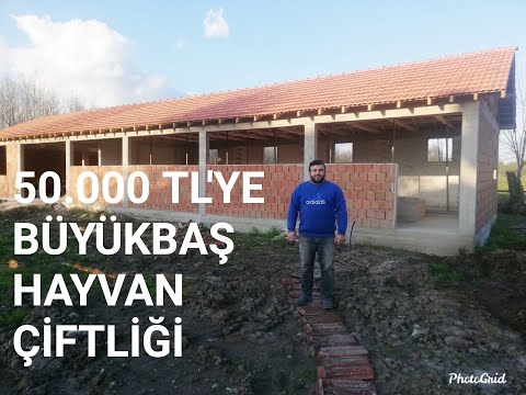 50.000 TL'YE HAYALİMDEKİ BÜYÜKBAŞ HAYVAN ÇİFTLİĞİNİ YAPTIM.. #KÖY #HAYVAN #HAYVANCILIK #KURBAN #PARA