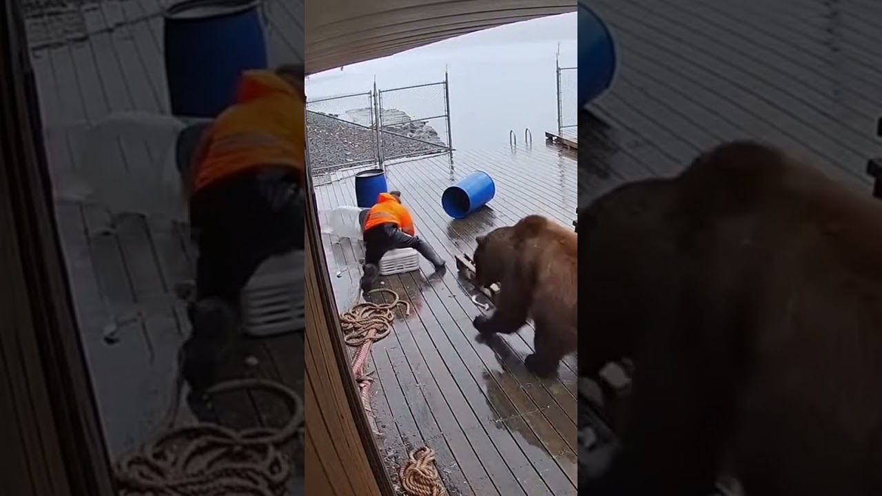 Kamchatka Brown Bear corners dock worker at the cannery ramp 