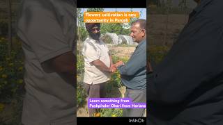 Let us meet successfull flowers grower Mr Pushpinder Ohari#agroforestry #hybird flower
