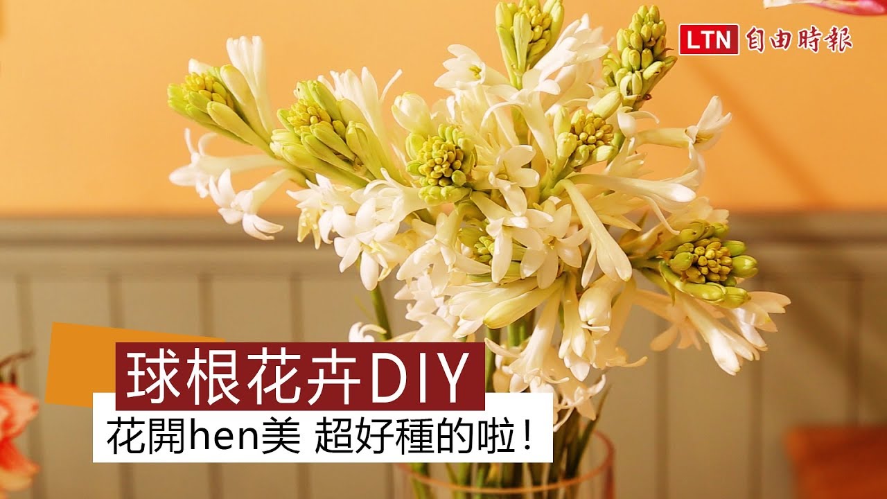 球根花卉diy 花開hen美 超好種的啦 玩咖playing 自由電子報