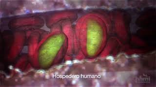 Malaria: Mosquito hospedero | Video HHMI BioInteractive