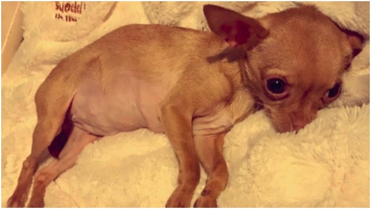 When Rescuers Found This Tiny Dog, They Realized She’d Probably Spent Most Of Her Life In Darkness