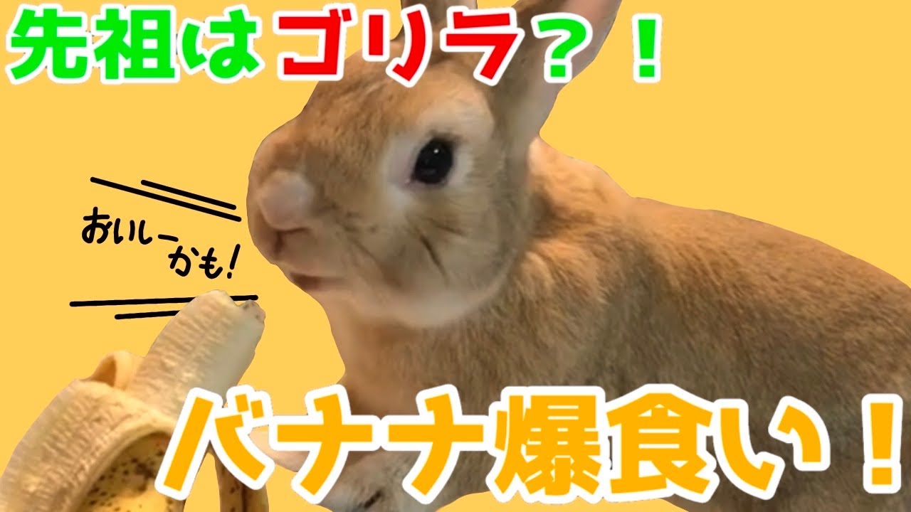 れみちゃんねる にんじんよりバナナが好きなうさぎ 3羽 Youtube