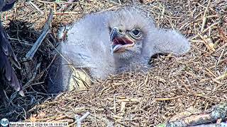 USS Bald Eagle Cam 4-15-24 @ 13:37:52  USS7 crop drop and great view of tongue \& mouth