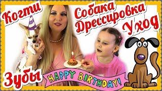 День рождения Лолиты. Как приучить собаку к туалету, стричь когти, чистить зубы, командам. День рождения Лолиты. Как приучить собаку к туалету, стричь когти, чистить зубы, командам.