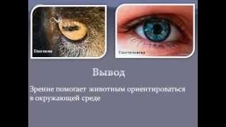 Свет в жизни живых организмов.AVI Свет в жизни живых организмов.AVI