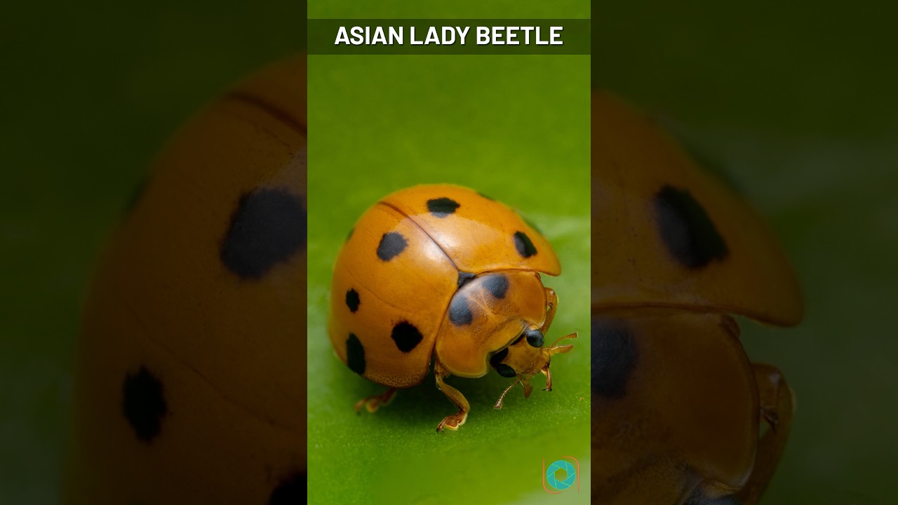 Macro of Asian Lady Beetle 🐞 