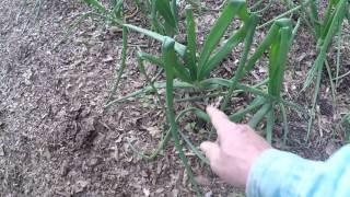 TIP ON GROWING ONIONS