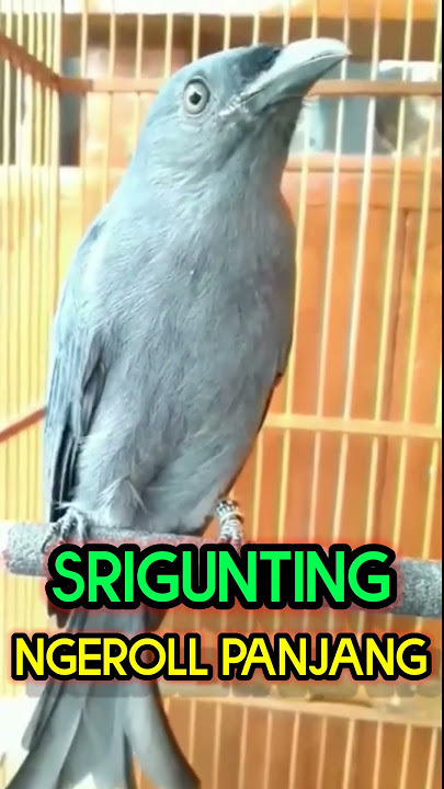 burung srigunting gacor ngeroll panjang #shorts