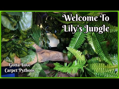 Looking Like A Jungle In A Jungle Carpet Pythons Enclosure