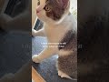 Cat eat mouse alive
