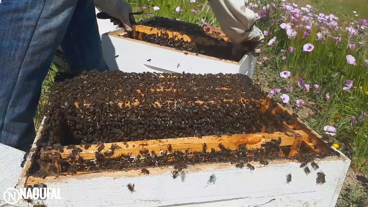 #Apiculture تقسيم خلايا النحل في عين المكان خطوة بخطوة ودون نقل الطرود لمنحل آخر وإنتاج ملكات ممتازة